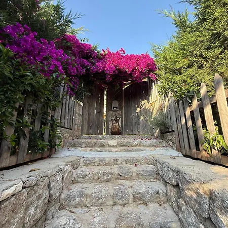 Faralyus פאטהיה